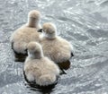 Three Black Swan Cygnets Royalty Free Stock Photo