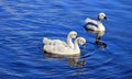 Three Black Swan Cygnets Royalty Free Stock Photo