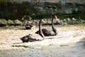 Black swans, Cygnus atratus sitting outdoors Royalty Free Stock Photo