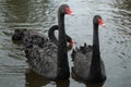Three Black swans Royalty Free Stock Photo