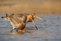 Three black-tailed Godwit limosa limosa walking in water in search of food