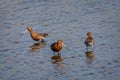 Three black-tailed Godwits feeding in wetland estuary in Devon Royalty Free Stock Photo