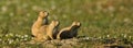Three Black Tailed Prairie Dogs