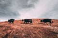 Three black tibetan yaks in a pasture at mountains with dark clouds Royalty Free Stock Photo