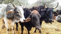 Three Black And White Bulls Stood Together In A Forest Of India. Background Green Trees. Royalty Free Stock Photo