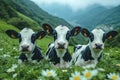 Three Black and White Calves in a Meadow Royalty Free Stock Photo