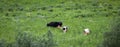 Three black and white cows graze in a green meadow Royalty Free Stock Photo