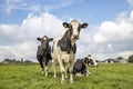 Three black and white cows in a pasture under a blue sky and a straight horizon. two cows standing upright and one frisian Royalty Free Stock Photo