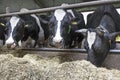 Three black and white cows in stable eat