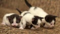 Three black white kitten Royalty Free Stock Photo