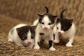 Three black white kitten Royalty Free Stock Photo