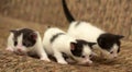 Three black white kitten Royalty Free Stock Photo