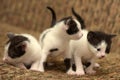 Three black white kitten Royalty Free Stock Photo