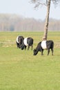 Three black and white Lakenvelder cows graze in a green Dutch meadow. Seen from behind Royalty Free Stock Photo