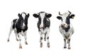 Three black and white spotted cows full length isolated on white background Royalty Free Stock Photo