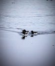 Three black and white thick billed murres swim in cold Arctic water