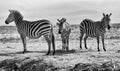 Three Black and White Zebras - Family