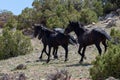 Three black wild horses of spanish descent running fast in the mountains of the western USA Royalty Free Stock Photo