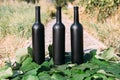 Three black wine bottles, stand on green, grape leaves, on the road in the village. the back garden and the house are seen. Royalty Free Stock Photo