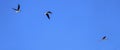 Three Black-winged stilt flying in clear blue sky Royalty Free Stock Photo