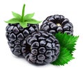 Three blackbery with leaves isolated Royalty Free Stock Photo
