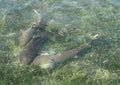 Three blacktip reef sharks Royalty Free Stock Photo