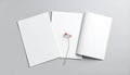 Three Blank White Paper Sheets with a Delicate Red Flower Stem page Royalty Free Stock Photo