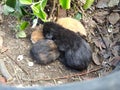 Three blind kittens sleep together - red, black and spotted