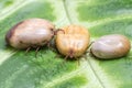 Three blood-filled mites crawl along the green leaf