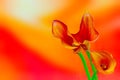 Three blood orange calla lilies on abstract red orange gradient background Royalty Free Stock Photo