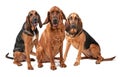 Three Bloodhound Dogs Isolated on White Royalty Free Stock Photo