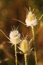 Three blooming burdocks