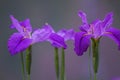 Three blooming lilac iris flowers in closeup