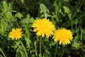 Three blooming dandelion head in a garden