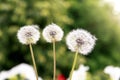 Three blooming fluffy white dandelions on a background of green foliage Royalty Free Stock Photo