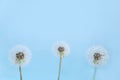 Three blooming fluffy white dandelions on a blue background Royalty Free Stock Photo