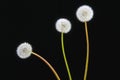 Three blooming fluffy white dandelions (taraxacum officinale)on a black background isolated studio photo. Royalty Free Stock Photo