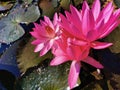 Three blooming lotus