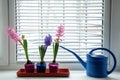 Three blooming multi-colored hyacinths on the window with a blue watering can. Home garden on the window