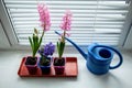 Three blooming multi-colored hyacinths on the window with a blue watering can, top view