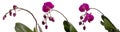 Three blooming purple Phalaenopsis orchid with buds