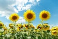 Three Blooming sunflowers. Best shot