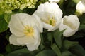 Three Blooming Tulips