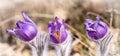 Three blooming violet pasque flowers in nature