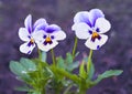 Three blooming violets on purple background