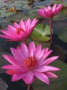 Three Blooming Vivid Pink Lotus Flowers in a lake