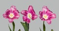 Three blooming withering pink purple tulips Royalty Free Stock Photo