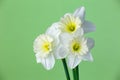 Three blossom narcissus flower on a green background macro photography Royalty Free Stock Photo