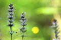 Three blossoming blue bugle Ajuga reptans plants with blue flowers from mint family Lamiaceae or Labiatae on a greenish-brown