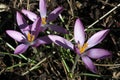 Three blossoming flower of Crocus Royalty Free Stock Photo